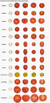 Tomate test consommateur 2015